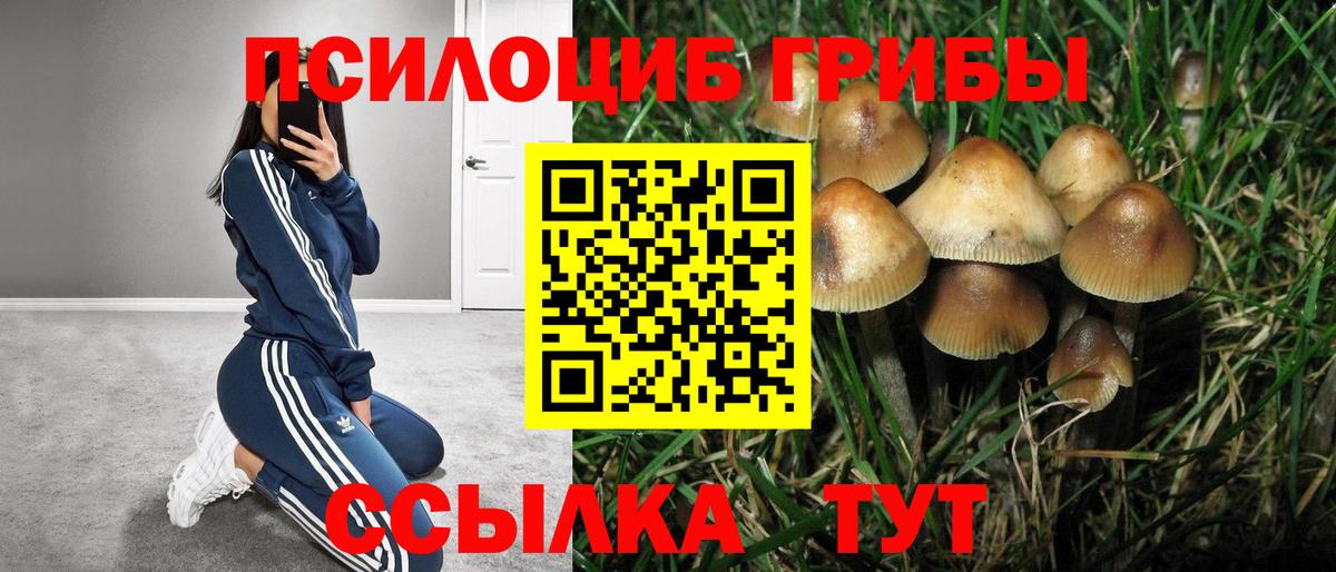 Галлюциногенные грибы Psilocybe Армавир